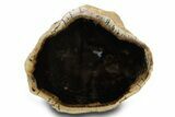 Polished Petrified Wood Limb Section - McDermitt, Oregon #382250-1